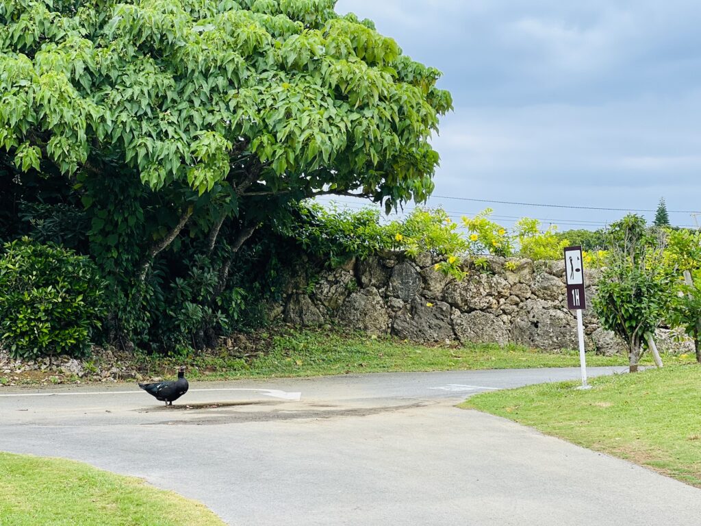 シギラリゾートレンタカー店近くの鳥