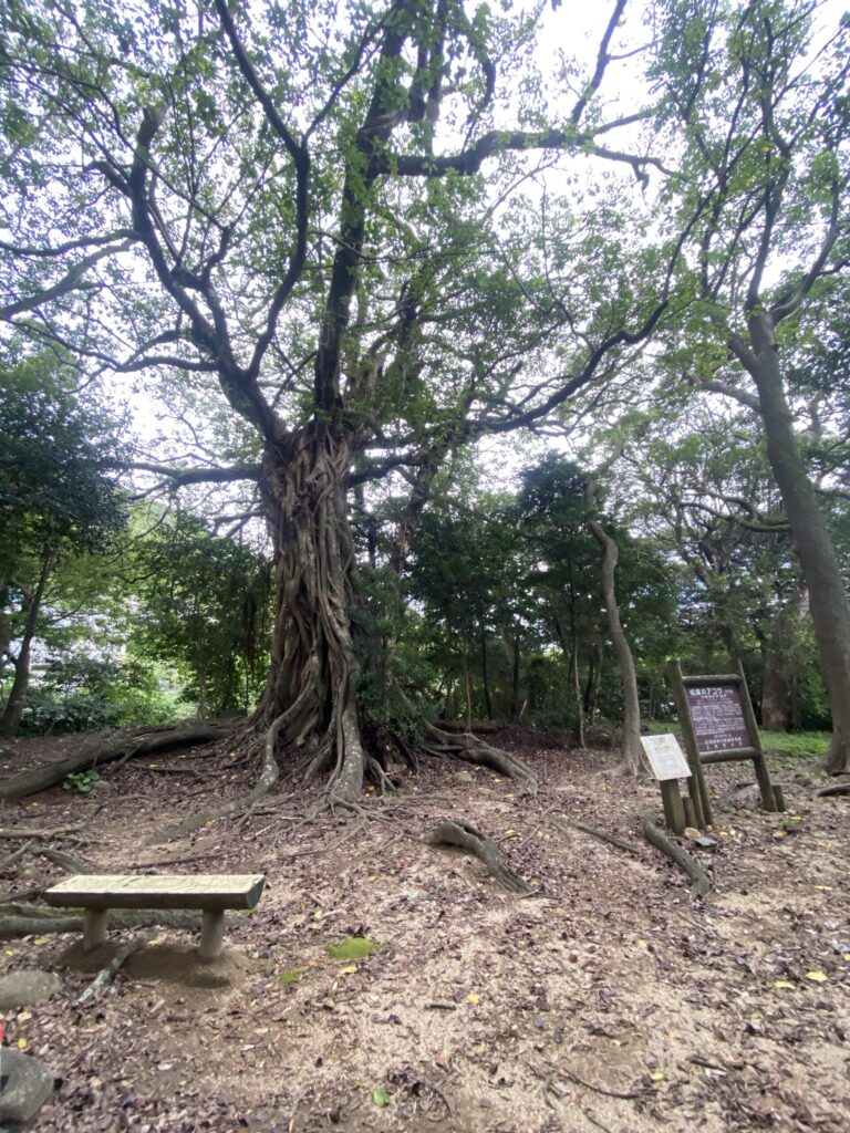 高知県足摺の松尾のアコウ/Kochi ashizuri Matsuo no Akou