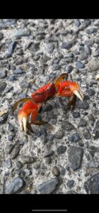 高知県足摺の青の洞窟前　蟹/kochi crab
