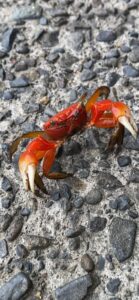 高知県足摺の青の洞窟前　蟹/kochi crab