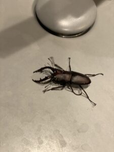 高知県のノコギリクワガタ/Kochi prosopocoilus inclinatus